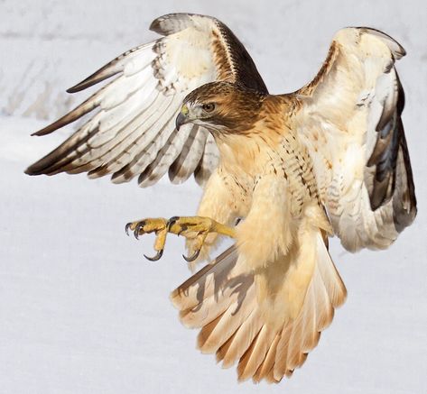 Red Tailed Hawk Photography, Hawk Anatomy, Hawk Photography, Falcon Flying, Eagle Jewelry, Dragon Anatomy, Dove Flying, Eagles Hoodie, Eagles Sweatshirt