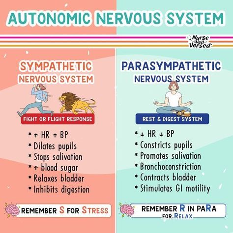 Autonomic Nervous System #nursingstudent #nurse #resources - Image Credits:  Nurse Well Versed Med Surg Nursing Notes, Autonomic Nervous System Pharmacology, Autonomic Dysreflexia, Nursing School Studying Cheat Sheets, Nursing School Organization, Nursing School Life, Nursing Information, Med Surg Nursing, Nursing School Essential