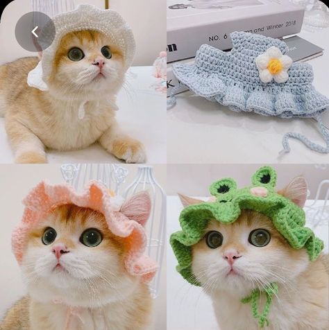 Cat Hats Crochet, Crochet Hat For Cat, Crochet For Pets, Cats Wearing Hats, Crochet Pet Hat, Cat Hat Crochet, Cozy Critters, Knitted Frog, Cat Hat Pattern