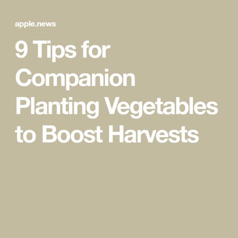 9 Tips for Companion Planting Vegetables to Boost Harvests Companion Planting Vegetables, Garden Companion Planting, Vegetable Garden Planning, Attracting Beneficial Insects, Leafy Plants, Aromatic Plant, Gardening Techniques, Different Vegetables, Pollinator Garden