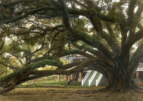 "The Seven Sisters Oak resides in Lewisburg, LA (near Mandeville) at a private residence.  The historic and beautiful live oak is the President of the Live Oak Society, a unique organization whose members are all trees, with the exception of the Secretary or Chairman (currently is Coleen Perilloux Landry), who registers live oaks that are submitted for new membership and maintains the now 75-year-old roster.  The Seven Sisters Oak was elected in 1968." Tree Therapy, Mandeville Louisiana, 7 Natural Wonders, Louisiana Homes, Flowers Growing, Mighty Oaks, Live Oak Trees, Seven Sisters, Old Trees