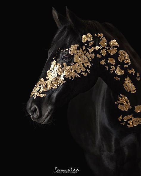 Horse Insider 🐎 on Instagram: “Always go for gold 🏆 How amazing would this look on your horse? 💛  📸 @dianawahl_photography   💕 Tag someone that needs to see this! 🏇…” Black And Gold Aesthetic, Beautiful Horses Photography, Horses Photography, Gold Horse, Gold Aesthetic, Black Horse, Horse Photography, Horse Art, Beautiful Horses