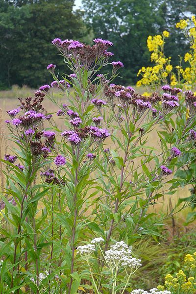 Keystone Plants, Midwest Wildflowers, Native Iowa Flowers, Iowa Native Plants, Prairie Nursery, Florida Wildflowers, Meadow Plants, Liatris Pycnostachya, Prairie Plants