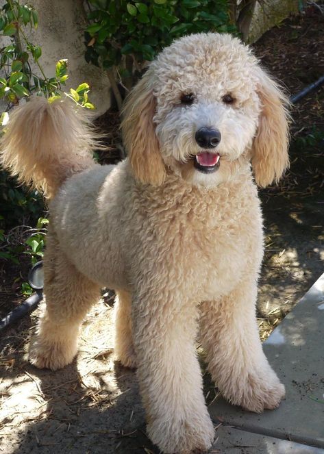 20+ Best Goldendoodle Haircut Pictures – Page 2 – The Paws Anjing Poodle, Goldendoodle Haircuts, Healthiest Dog Breeds, Ras Anjing, Goldendoodle Grooming, Puppy Grooming, Bernedoodle Puppy, Dog Haircuts, Psy I Szczenięta