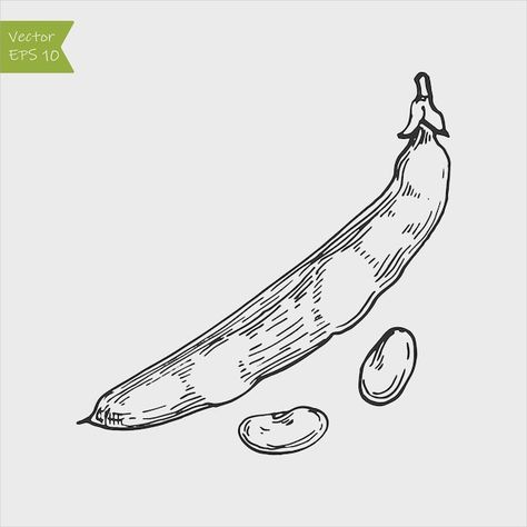 Bean Drawing, Food Png, Soya Bean, Fava Beans, High Contrast, Ink Drawing, Line Drawing, Peas, Premium Vector