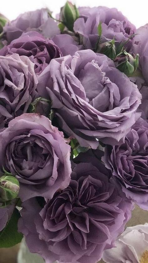 Lavender Rose Aesthetic, Lavender Roses Aesthetic, Lavender Roses Wallpaper, Purple Rose Aesthetic, Lavender Roses Bouquet, Purple Roses Aesthetic, Violet Roses, Garden Rose Bouquet, Mauve Flowers