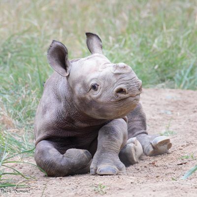 Baby Rhino, Wild Animals Photography, Cincinnati Zoo, Animals Photography, Dangerous Animals, Rhinos, African Animals, Hippopotamus