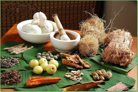 ayurveda | ... ayurveda regimens come alive every day welcome to the home to ayurveda Indian Herbs, Ayurvedic Hair Care, Pitta Dosha, Ayurvedic Remedies, Ayurvedic Herbs, Ayurvedic Medicine, Alternative Medicine, Herbal Medicine, Herbal Remedies