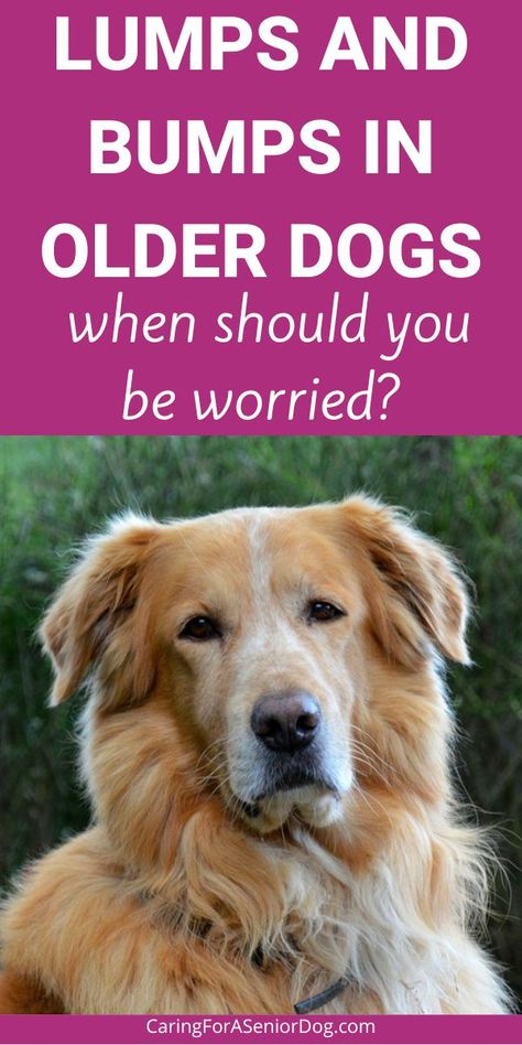 older dog sitting outside | lumps and bumps in older dogs Mast Cell Tumor Dogs, Dog Skin Problems Pictures, Tumors On Dogs, Heart Skips A Beat, Dog Skin Problem, Sitting On The Couch, Skin Bumps, Dog Leg, Sleep Remedies