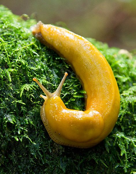 cuz it reminds me of Humbolt.  Cute banana slug Banana Slug, Slime Mold, Cute Banana, Slug, State Park, Slime, Blog Posts