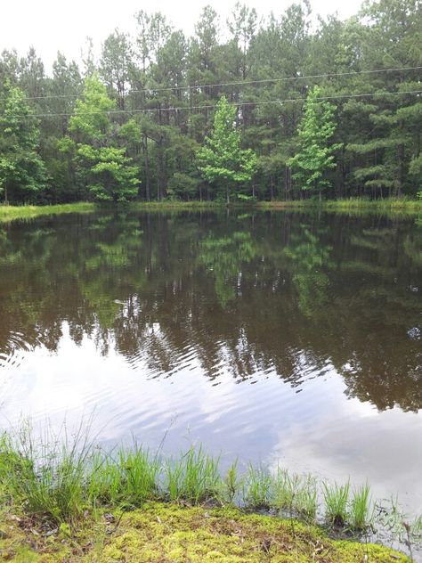 Fishing pond in nc. Pond Fishing, Clinch Knot, Fishing Pond, Fish Bites, Surf Fishing, Fish Ponds, Cabin Ideas, Country Charm, The More You Know