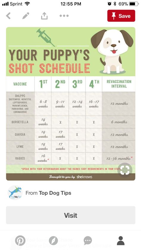 Puppy Desensitization Checklist, Puppy Shot Schedule, Newborn Puppy Care, Pet Care Printables, Pandy Paws, Whelping Puppies, Dog Birth, Newborn Puppy, Puppy Training Schedule