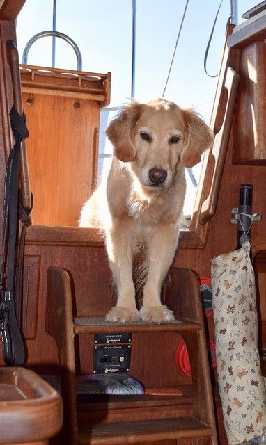 Cruising with a Large Dog | The Boat Galley Sailboat Galley, Small Sailing Boat, Living On A Sailboat, Sailboat Life, Boat Living, Boat Galley, Sailboat Interior, Sailboat Living, Living On A Boat