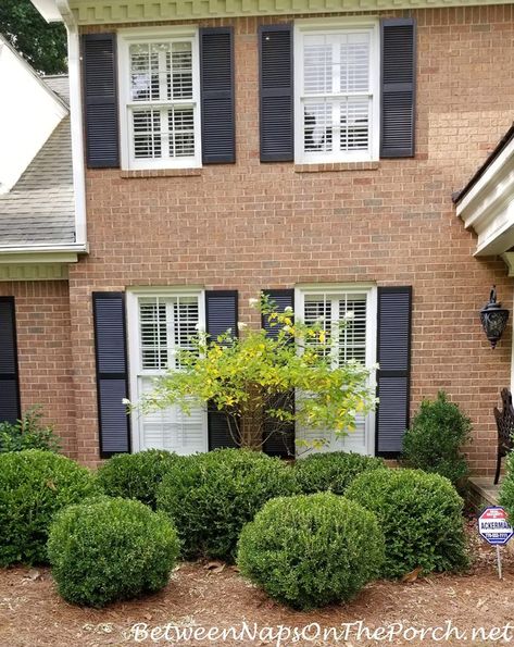 A Front Yard Landscape Update, Green Beauty Boxwoods Growing Like Weeds! Green Beauty Boxwood, Brick Home Landscaping Front Yards, Japanese Boxwood Front Yard, Green Velvet Boxwood, Brown Shutters, Tv Unit Wall, Boxwood Shrubs, Boxwood Landscaping, Front Yard Landscape