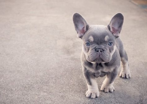 Food For French Bulldog, Labradoodle Vs Goldendoodle, Miniature French Bulldog, Lilac French Bulldog, Mini French Bulldogs, Blue French Bulldog Puppies, French Bulldog For Sale, Relaxed Dog, Miniature Dogs