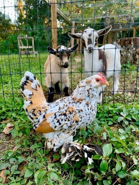 Aesthetic Farm Animals, Farm Life Aesthetic, Farming Aesthetic, Farm Pets, Aesthetic Farm, Greenhouse Venue, Chicken Aesthetic, Backyard Coop, My Neighbourhood