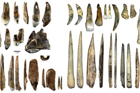 Bear Teeth, Origin Of Earth, Human Fossils, Paleolithic Art, Animal Teeth, Oldest Human, Human Evolution, Human Language, Mystery Of History