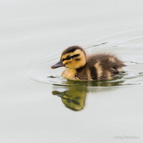 Ducking in the water Industrial Art Painting, Duck Photography, Water Clock, Coyote Hunting, Pet Ducks, Cute Ducklings, Deer Hunting Blinds, Pheasant Hunting, Duck Art