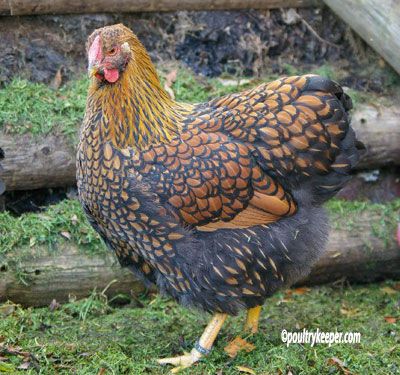 (gold laced) wyandottes | Thanks to Poultry Keeper dot com and Matt Hanson - Google search ~ SO pretty! Laced Wyandotte, Cochin Chickens, Wyandotte Chicken, Brahma Chicken, Best Egg Laying Chickens, Bantam Chickens, Egg Laying Chickens, Chicken Pictures, Fancy Chickens