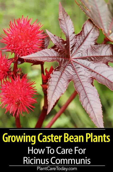 Caster Bean Plant, Castor Bean Plant Ideas, Castor Oil Plant, Castor Plant, Botanical Medicine, Castor Bean Plant, Best Perennials For Shade, Deadly Plants, Castor Bean