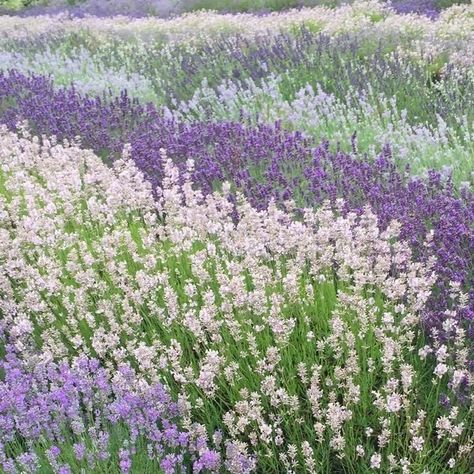 Purple Cottagecore, Pastel Cottagecore, Castle Aesthetic, Insta Snap, Lavender Aesthetic, Lavender Field, Lavender Plant, Plant Aesthetic, Cottagecore Aesthetic