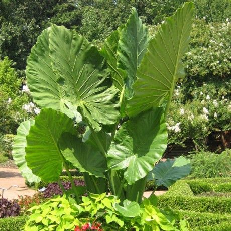 Big Leaf Jungle Plants | Exotica Tropicals – Tropical Plants Nursery in Brevard County, Melbourne Florida – Space Coast Central Florida Big Leaf Plants, Alocasia Plant, Elephant Ear Plant, Tropical Backyard, Plant Pests, Corner Garden, Organic Soil, Elephant Ears, Big Leaves