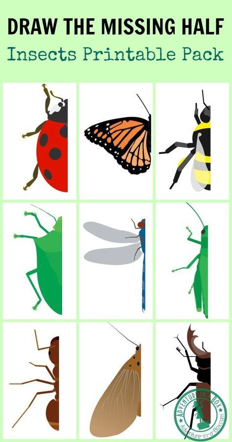 Insect Drawing Prompt: With this free printable, challenge your kids to draw the missing half of an insect. Great for studying entomology, symmetry and developing pre-writing skills! Printable Challenge, Insect Drawing, Bugs Preschool, Insect Activities, Insect Crafts, Insects Theme, Drawing Prompt, Insect Art, Pre Writing