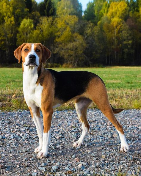 Joreälvens Speela ”Zappa” 14 Month 📸 Breed ➡️ Hamiltonstövare From Sweden 🇸🇪 @linneatysklind Dog Full Body Reference, Hamiltonstovare Dog, Walker Hound, Dog Types, Foxhound Dog, Fox Hound, Dog Profile, American Foxhound, Hound Breeds