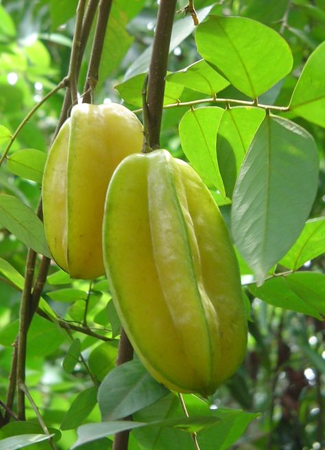 Star Fruit. Fruits seen around Thailand......Averrhoa carambola L. Vegetable Pictures, Plants For Garden, Star Fruit, Yellow Fruit, Fort Myers Florida, Beautiful Fruits, Unusual Flowers, Plants For Sale, Olive Garden