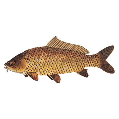 Common Carp (free download) | Carp Fish Drawing, Carp Drawing, Carp Illustration, Mermay 2024, The Little Mermaid Musical, Common Carp, Celtic Artwork, Carp Fish, Fish Clipart