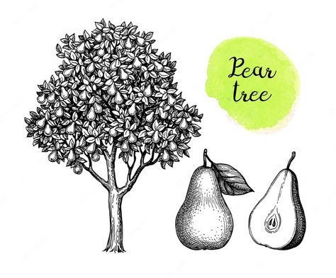 Premium Vector | Ink sketch of pear tree and fruits. hand drawn illustration. Pear Tree Drawing, How To Draw Fruit, Draw Fruit, Pear Illustration, Tree Sketches, Pear Trees, Pear Tree, Wood Cut, Hand Drawn Illustration