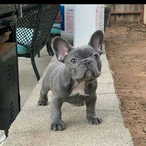 Grey French Bulldog Puppy, Blue Brindle French Bulldog, Lilac French Bulldog, Brindle French Bulldog, Grey French Bulldog, Big Dogs Breeds, Merle French Bulldog, Biggest Dog In The World, French Dog