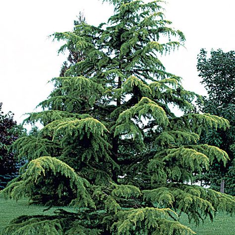 Himalayan cedar. Latin name: Cedrus deodara. Zones 6-9. Learn more here http://www.finegardening.com/plantguide/cedrus-deodara-deodar-cedar.aspx Deodar Cedar, Cedrus Deodara, Hydrangea Quercifolia, Oakleaf Hydrangea, Fountain Grass, Cedar Tree, Conifer Trees, Hydrangea Macrophylla, Plant Guide