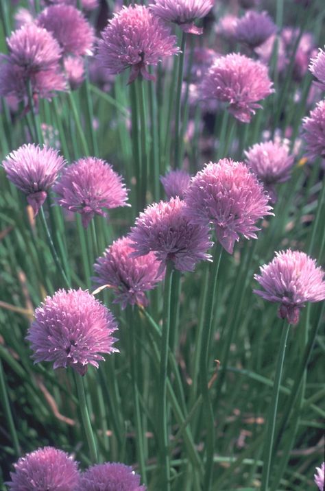 Allium schoenoprasum, wild chives By Albert Bussewitz. Copyright © 2019 New England Wild Flower Society Allium Flowers Aesthetic, Alliums Aesthetic, Allium Flower, Allium Aesthetic, Alium Flower, Chive Flowers, Allium Schoenoprasum, Chive Flower, Allium Flowers