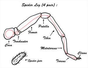 Spider Leg Anatomy, Spider Legs Drawing Reference, Arachne Drawing Reference, Bug Legs Drawing, Tarantula Drawing Easy, Spider Tutorial Drawing, Jumping Spider Character Design, Spider How To Draw, Spider Art Reference