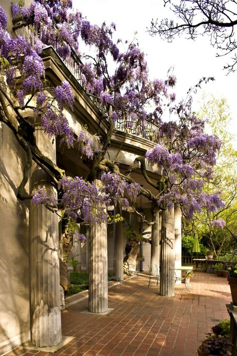 Van Vleck House and Gardnes Wisteria Hotel Ballroom, Montclair Nj, House Gardens, Wisteria, Engagement Shoots, Garden Arch, About Us, Wedding Stuff, New Jersey