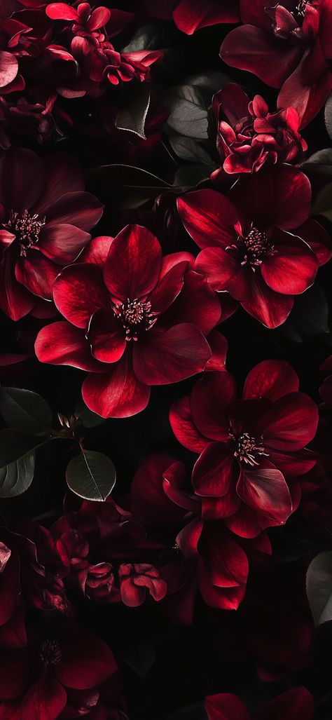 Dark Flower Wallpaper Aesthetic, Maroon Flowers Aesthetic, Gothic Flowers Wallpaper, Burgundy Iphone Wallpaper Aesthetic, Winter Floral Background, Dark Feminine Energy Wallpapers, Wine Colour Aesthetic, Dark Red Flowers Wallpaper, Alt Wallpapers Phone Aesthetic