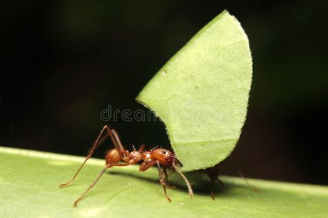 Ant Image, Types Of Ants, Ants In House, Ant Colony, White Sand Beaches, Scale Insects, Fire Ants, Invasive Species, White Sand Beach