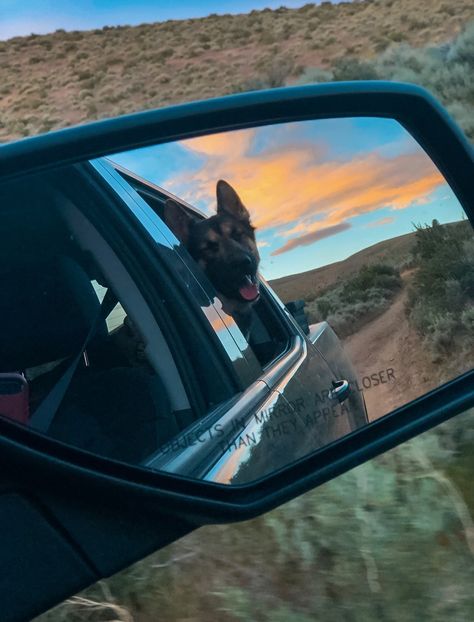 Dog Foto, German Sheperd Dogs, Farm Dogs, Bestest Friend, Dog Car, Dog Boarding, German Shepherds, German Shepherd Dogs, Dog Pictures