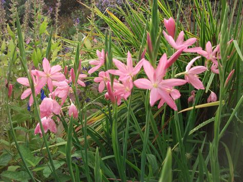 Hesperantha Coccinea, Scarlet Which, Kaffir Lily, Garden Palette, Flower Colouring In, Flower Colour, Herbaceous Border, Natural Form, Hardy Perennials