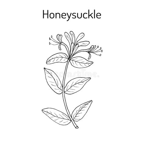 Honeysuckle Tattoo, Wood Burning Stencils, Honeysuckle Flower, Art Icon, Diy Arts And Crafts, Pyrography, Free Illustrations, Lotus Flower Tattoo, Icon Illustration