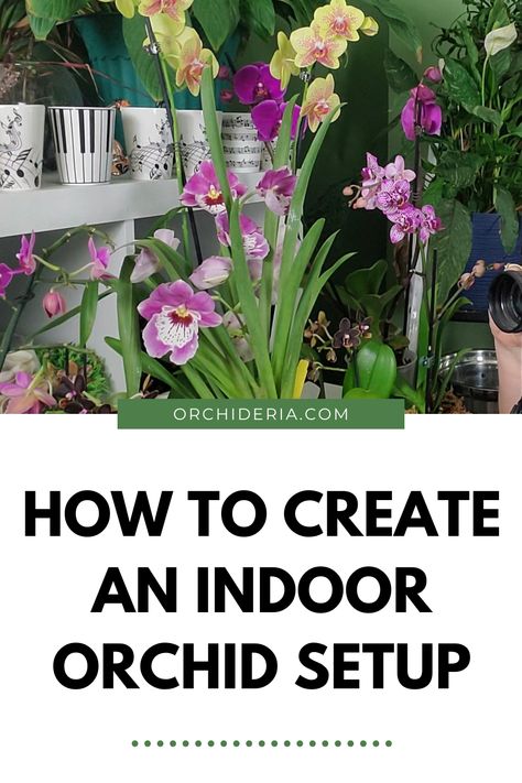 Orchid Setup, How To Care For Orchids Indoors, Orchid Pots, Ground Orchids, Repotting Orchids, Indoor Orchids, Blooming Orchid, Orchid Flower Arrangements, Orchid Plant Care