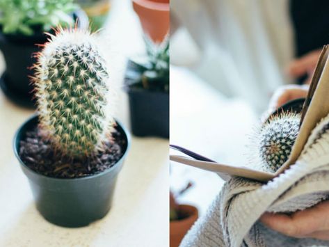 - When it’s time to repot a cactus, look for a container that’s about 2 inches (5 cm) larger than the one the cactus is currently in. If the container is too... Unique Cactus Plants, Flower Bookey, Small Cactus Plants, How To Grow Cactus, Cactus House Plants, Indoor Cactus, Cactus Care, Trendy Plants, Blooming Cactus