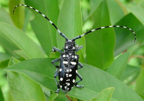 Asian Long-Horned Beetle Horned Beetle, Longhorn Beetle, Beetle Tattoo, Wood Packaging, Wild Kratts, Cool Bugs, Kingdom Animalia, Save The Elephants, Rock Creek