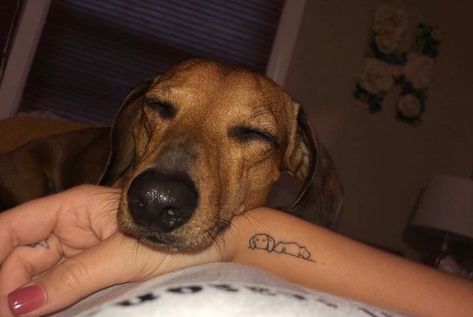 Dog ears tattooweenie dogweenie dog tattoodachshund tattoodachshund Generic Dog Tattoo, Weenie Dog Tattoo Dachshund, Dachshund Ears Tattoo, Weenie Tattoo, Dog Tattoo Dachshund, Chiweenie Tattoo, Weenie Dog Tattoo, Dog Ear Tattoo, Ears Tattoo