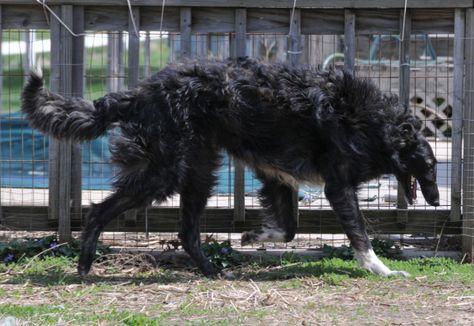 Black Borzoi. Adorably! Black Borzoi Dog, Black Borzoi Aesthetic, Borzoi Black, Black Borzoi, Borzoi Dog, Ghost House, Night Work, Sirius Black, Juno