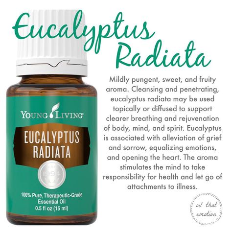 Eucalyptus Radiata Young Living, Eucalyptus Radiata, Diy Essential Oil Recipes, Essential Oils 101, Essential Oil Companies, What Are Essential Oils, Young Living Essential Oils Recipes, Essential Oils Health, Essential Oil Plants