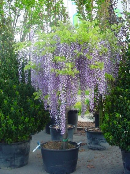 Wisteria Pergola, Wisteria Plant, Wisteria Tree, The Secret Garden, Garden Trees, Flowers Perennials, Garden Cottage, Japanese Garden, Wisteria