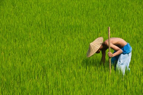 Rice Paddy, Rice Field, Village Photography, Student Travel, Fields Photography, Hanoi, Laos, Farmer, Stock Photography