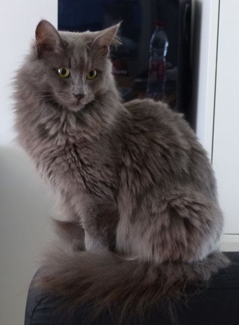 chat angora turc Avocado, Animals